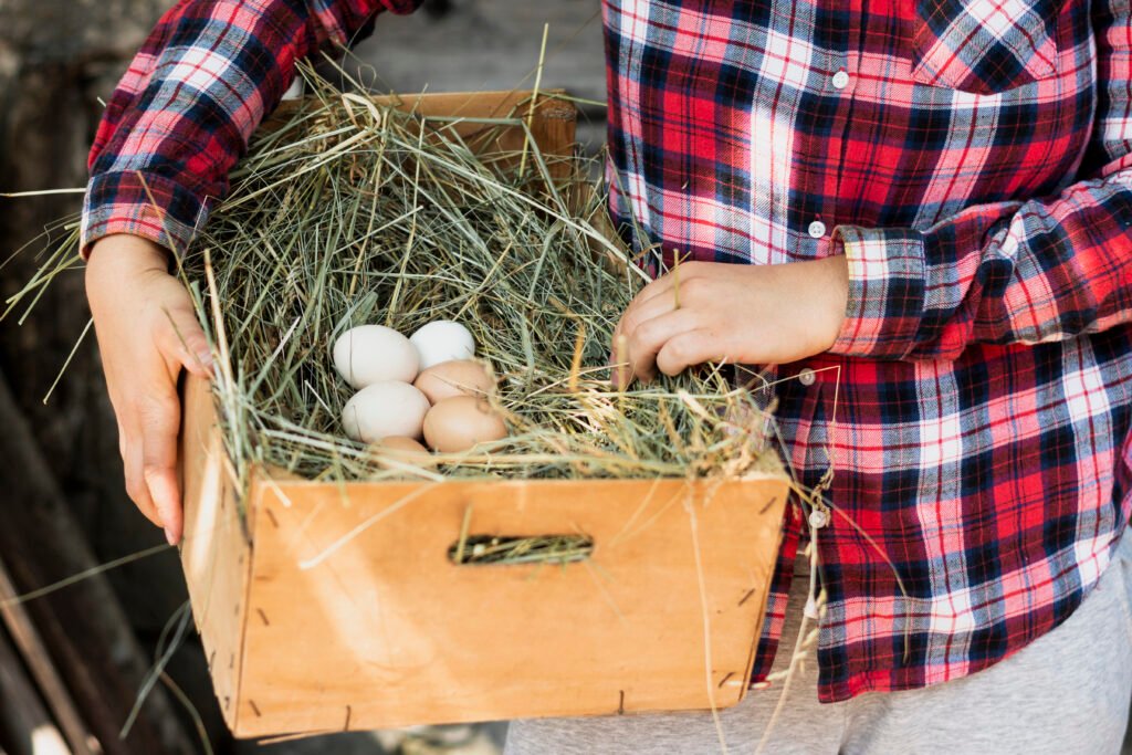 Daglig innhøsting av ferske egg fra høns i rotasjonssystemer designet for å tåle den nordiske vinteren.